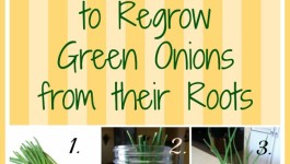 How to regrow Green Onions from roots