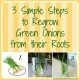 How to regrow Green Onions from roots