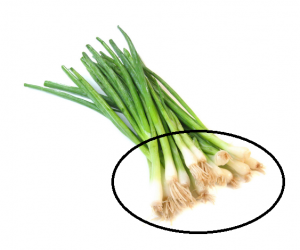 Regrow Green Onions 1