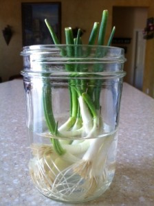 regrow green onions