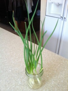 regrow green onions